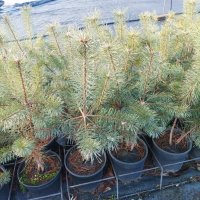 Бял бор, Pinus sylvestris, снимка 6 - Градински цветя и растения - 43936306