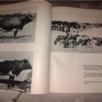 Животновъдство в Словакия (Йозеф Климент), снимка 6 - Колекции - 35211641
