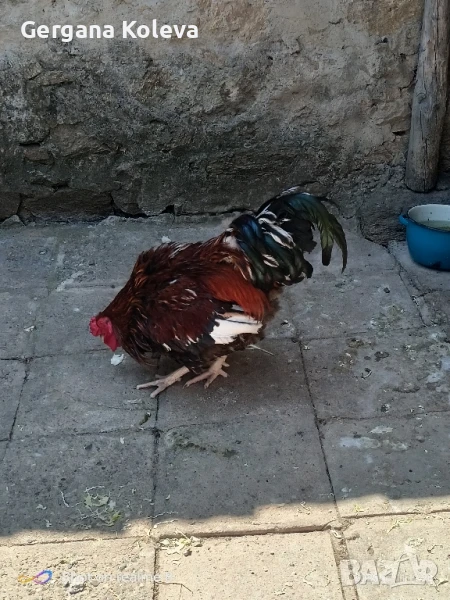 Заменям млад петел за 2 пилета, снимка 1