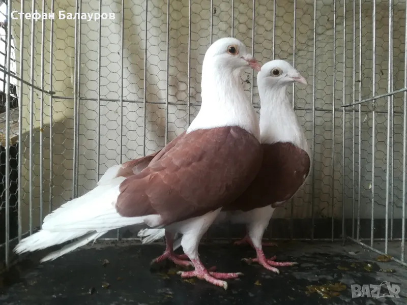 Гълъби , снимка 1