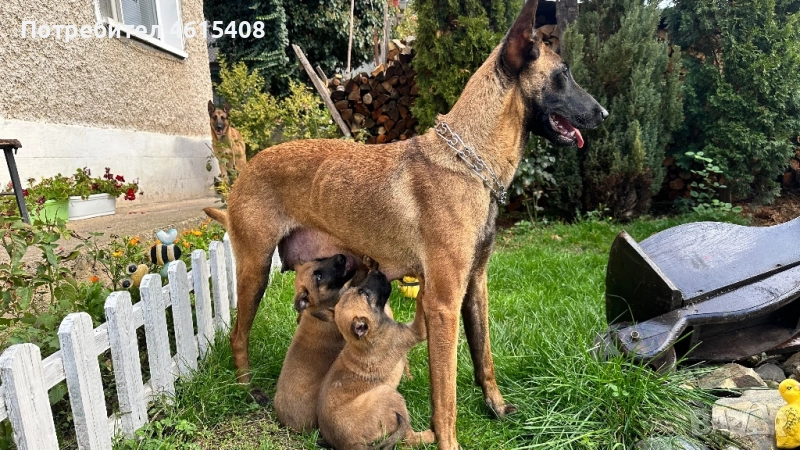 Мъжка Белгийска овчарка , снимка 1