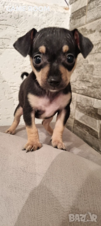 Мини Пинчер пинчерче пинчери пинчерчета Чихуахуа Чиху кученце , снимка 1