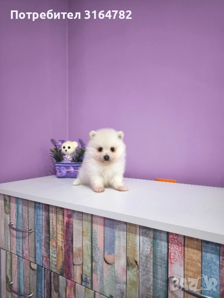 Померан Померани , снимка 1