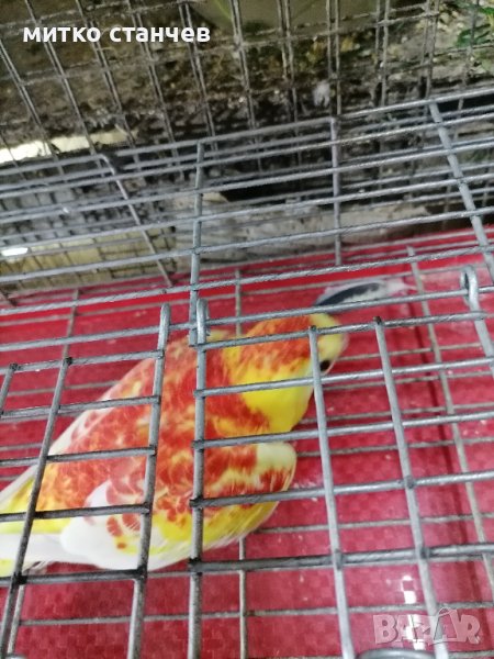 Двойка пойни рубино, снимка 1