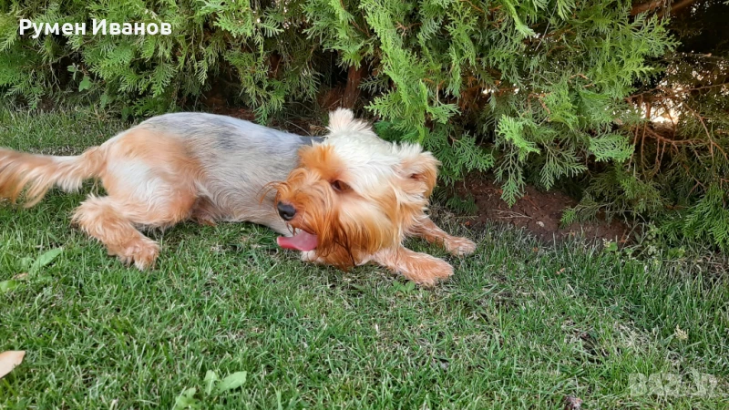 йоркширски териер , снимка 1