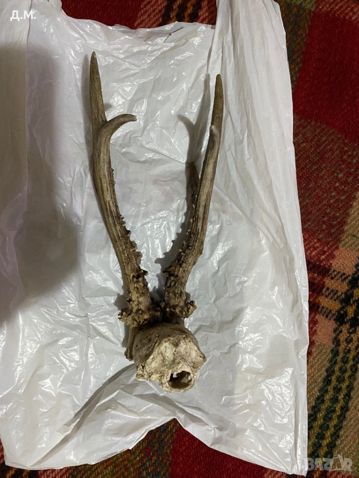 Рога от сръндак , снимка 1