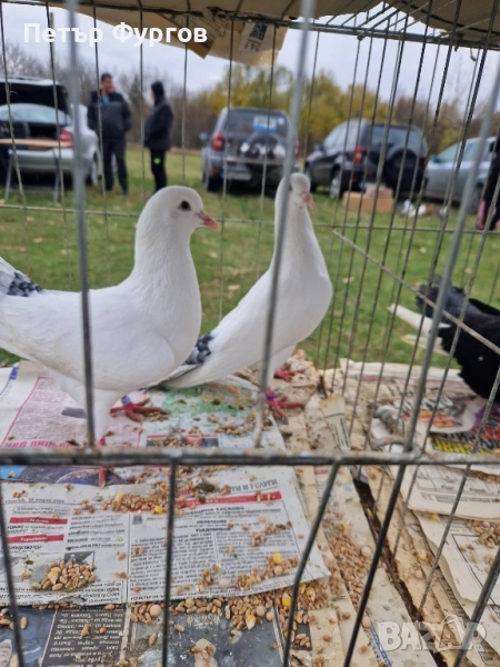 Продавам 2чифта   бемкалии и2 женски, снимка 1