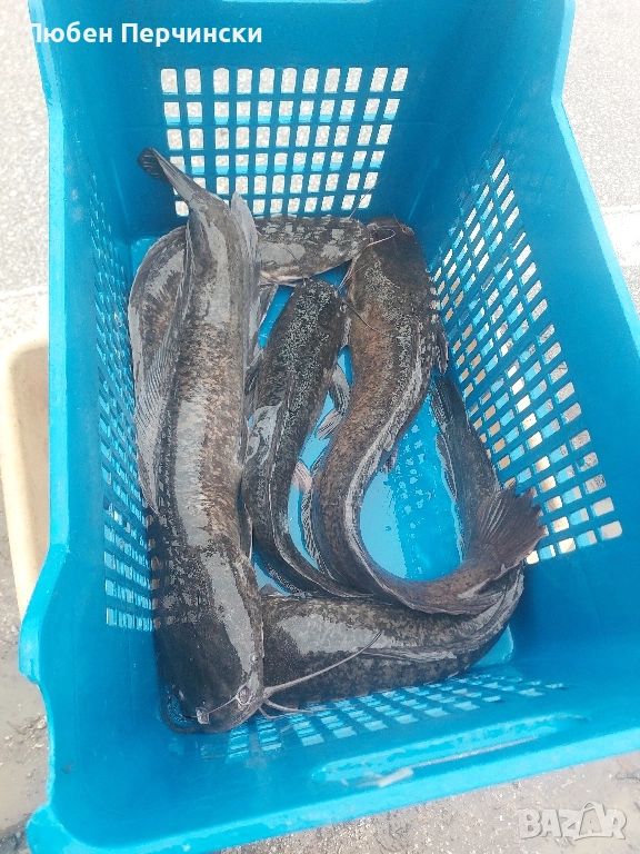 Продавам африкански сом , снимка 1