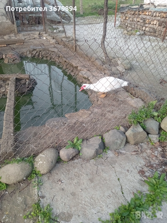 Неми патици, снимка 1