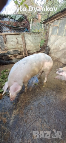 Шопар за коледа, снимка 4 - Прасета - 52354065