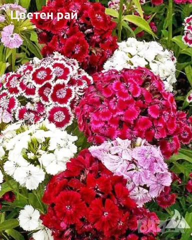 Топ карамфил зимоустойчив и многогодишен 