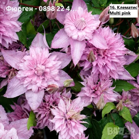 Клематис налични 28 вида, снимка 16 - Разсади - 48740865