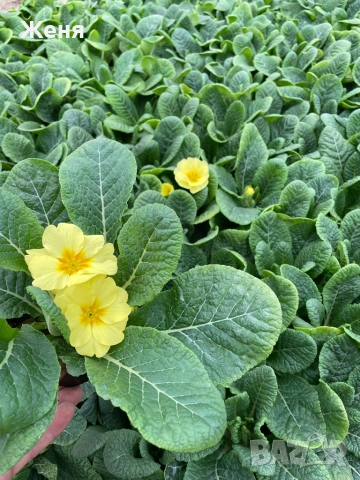 Иглика ( примула ) ТОП ЦЕНА, снимка 10 - Градински цветя и растения - 53356989