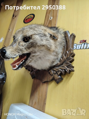 препариран чакал