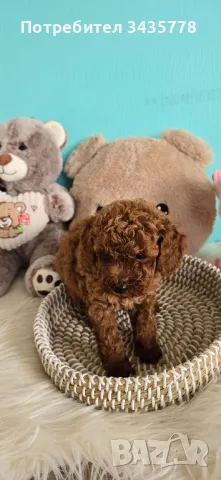 пудел той/poodle toy/, снимка 7 - Пудели - 49124306