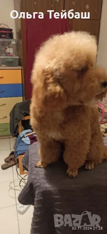 Пудел момче търси приятелка, снимка 13 - Пудели - 47853140