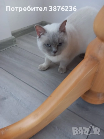 Британска късокосместа , снимка 10 - Британска късокосместа - 53313048