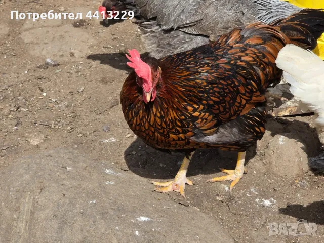 ярки и пилета , снимка 1