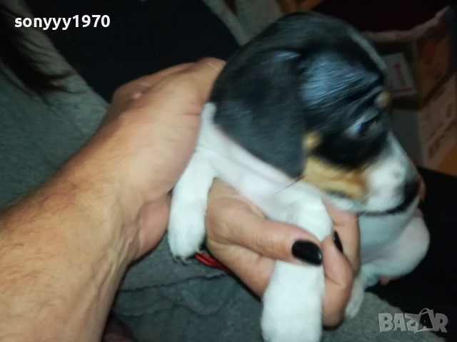 ДЖАК РЪСЕЛ ТЕРИЕР С ВАКСИНА И ПАСПОРТ 0610250734, снимка 15 - Джак ръсел териер - 51957467