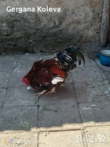 Заменям млад петел за 2 пилета