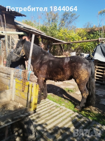 Продава се! , снимка 2 - Коне - 52262259