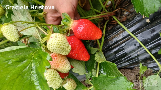 Продавам качествен разсад ягоди , снимка 12 - Градински цветя и растения - 53496428