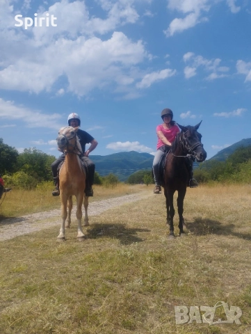 Ездитна кобила Марта, снимка 10 - Коне - 51464803