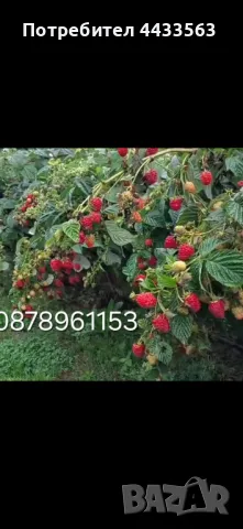 Разсад ягоди и малини , снимка 2 - Разсади - 49802437