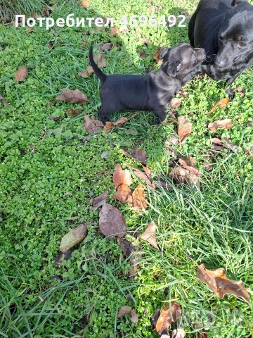 продавам пясъчни пинчери., снимка 3 - Пинчер - 52944172