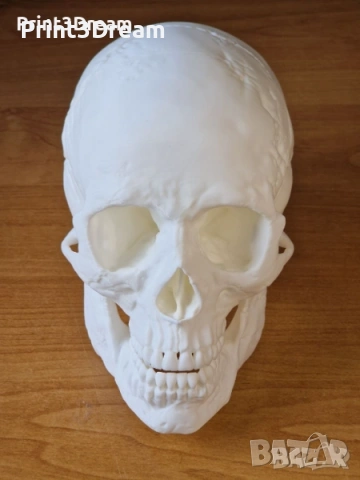 Анатомични 3D модели с реални размери, снимка 3 - Други - 53009787