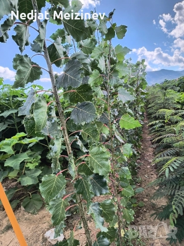 Топола , снимка 4 - Разсади - 51790990