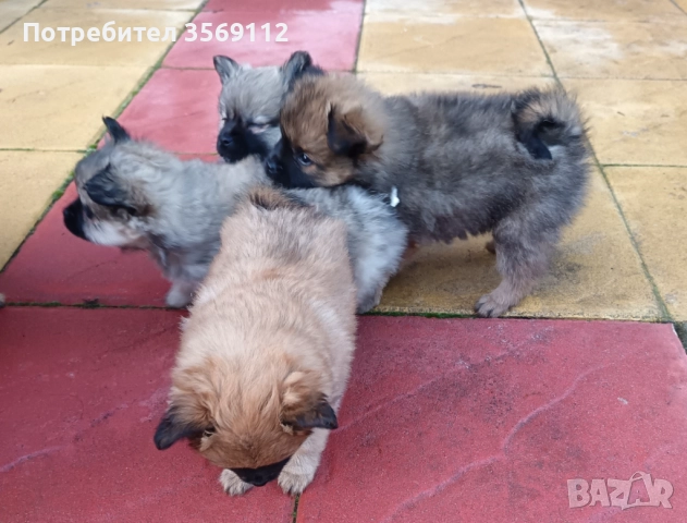 Продавам, снимка 5 - Померан - 52849823