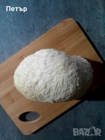 Домашно отгледани гъби Лъвска грива | Fresh Lion's Mane Mushrooms, снимка 5 - Домашни продукти - 51071668