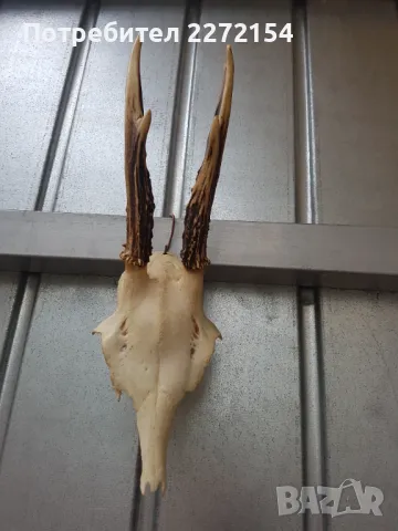 Трофей рога от сръндак , снимка 4 - Антикварни и старинни предмети - 50181731