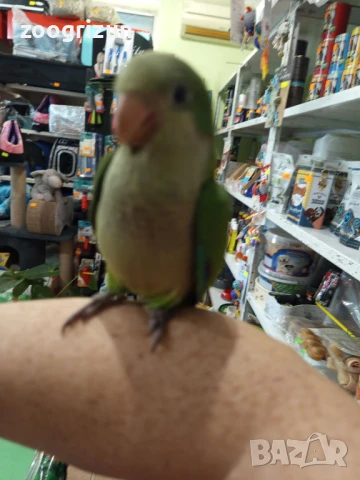 Средни папагалчета монаси, снимка 2 - Папагали - 51308145