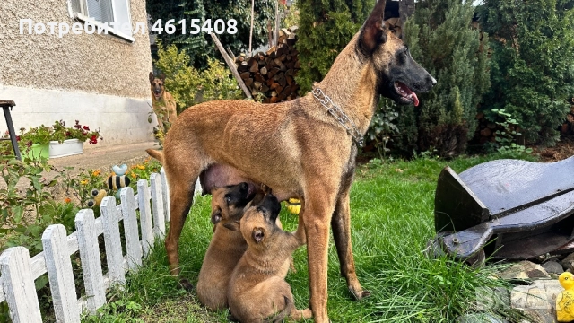 Мъжка Белгийска овчарка , снимка 1