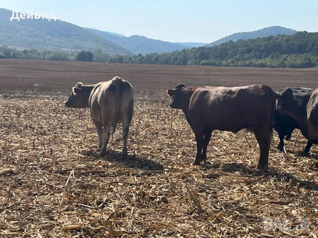 Продавам месодайни юнички!, снимка 3 - Крави - 51671558