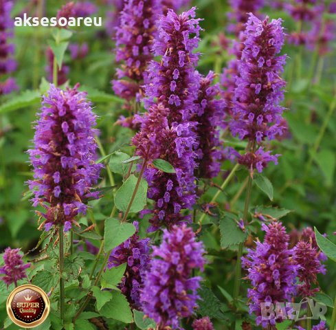 Семена от Лофант медоносна билка за чай и медонос за пчелите за пчелина многогодишен храст за декора, снимка 2 - Сортови семена и луковици - 37711102