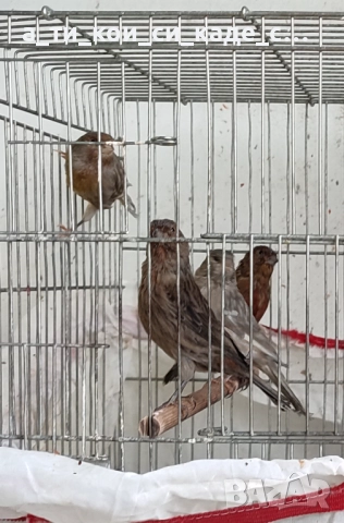 Промоция последни мъжки  канари порода Джаспе , снимка 4 - Други стоки за дома - 51855657