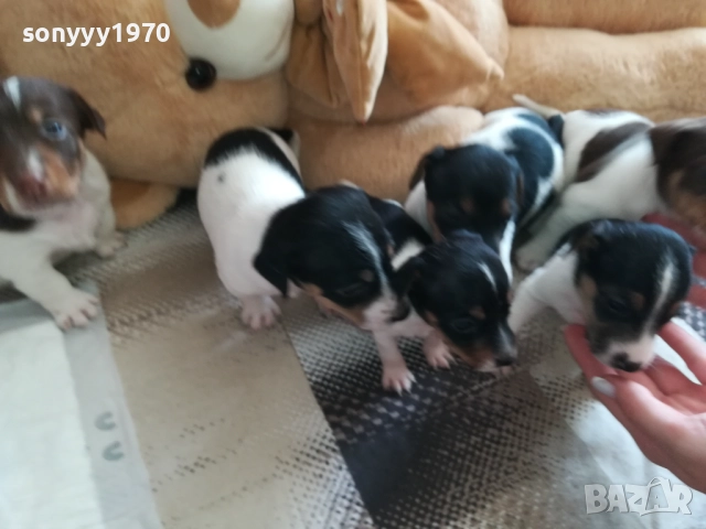 ПРОДАВАМЕ КУЧЕНЦА ДЖАК РЪСЕЛ 0909251129, снимка 4 - Джак ръсел териер - 51651384