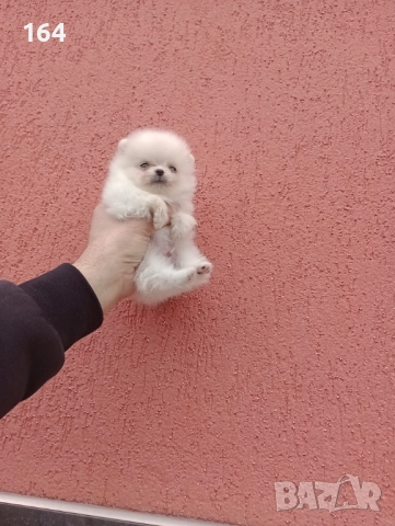 Померан. Миниатюрно момиченце., снимка 3 - Померан - 52906212