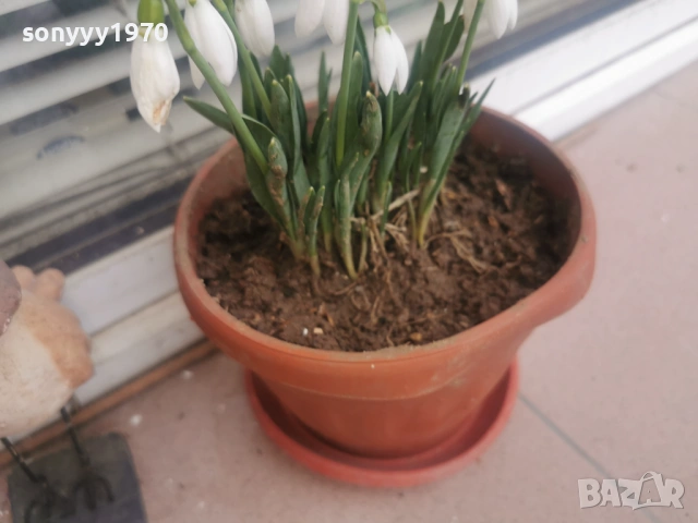 КОКИЧЕТА 2026 С ЛУКОВИЦИ 0602261329, снимка 6 - Градински цветя и растения - 53380889