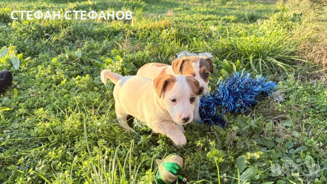 Джак Ръсел , снимка 11 - Джак ръсел териер - 52917744