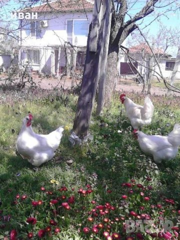 Бяло брезе -оплодени яйца , снимка 4 - Кокошки и пуйки - 28217464