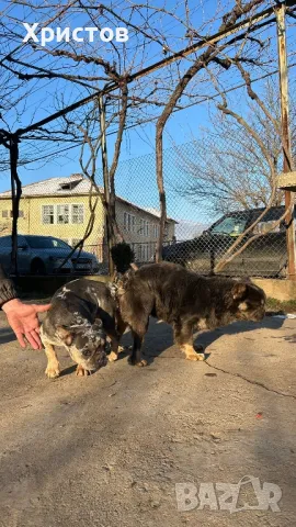 Френски булдог бебета ( Флуфи кариар и вижуал Флуфи)