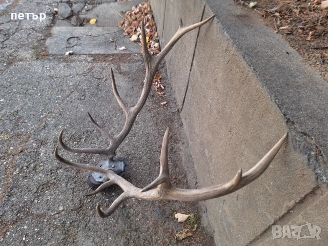 Рога от елен, снимка 10 - Декорация за дома - 51394390