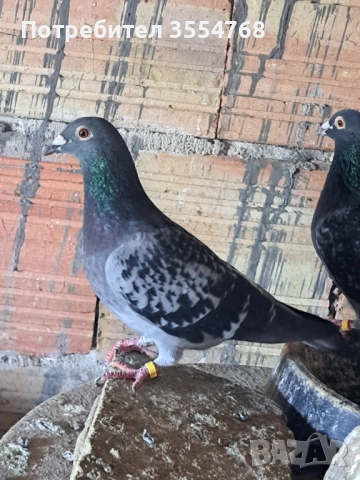 Продавам спортни гълъби , снимка 10 - Гълъби - 52929378