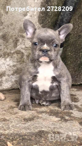Френски Булдог/ French Bulldog, снимка 12 - Френски булдог - 51410450