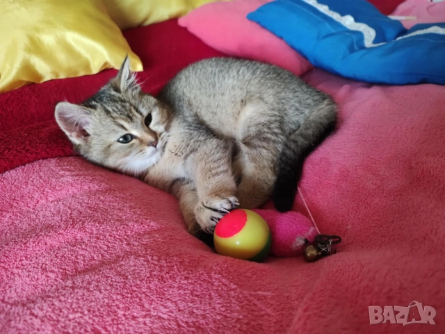 Женско, британско котенце, британска котка, коте цвят агути , снимка 5 - Британска късокосместа - 52456227