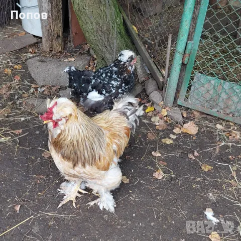 Продавам Струмски стандарт, снимка 2 - Кокошки и пуйки - 47287836